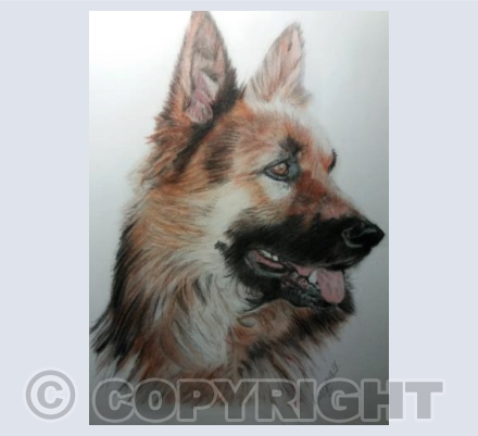 German Shepherd
