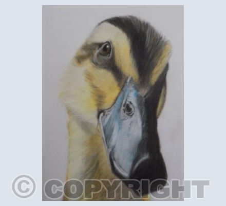 "Quack"