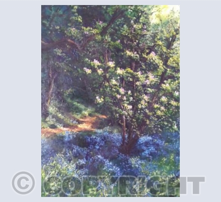 Bluebells under the Magnolia tree, Stansted Spirits