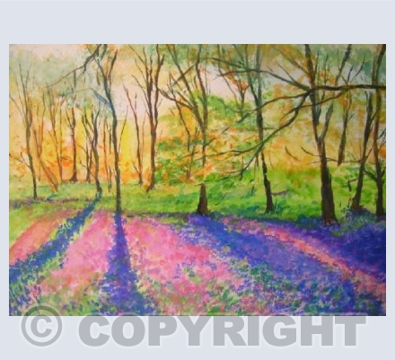 Bluebell woodlands