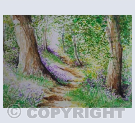 A path through the Bluebells