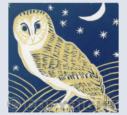 Barn Owl