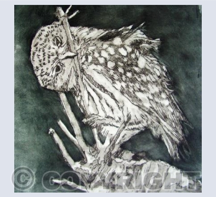 Little Owl