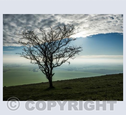 Tan Hill Tree