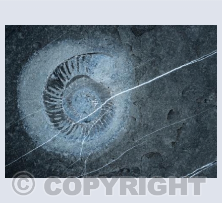 Ammonite