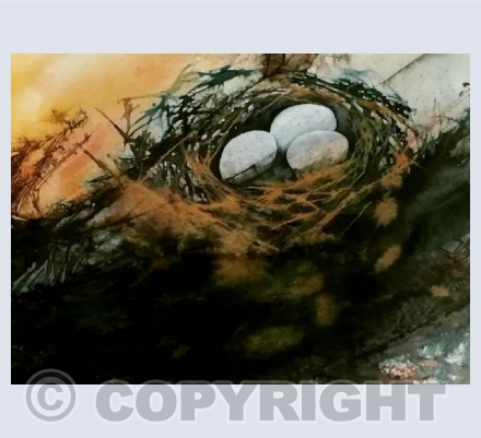 Eggs In A Nest
