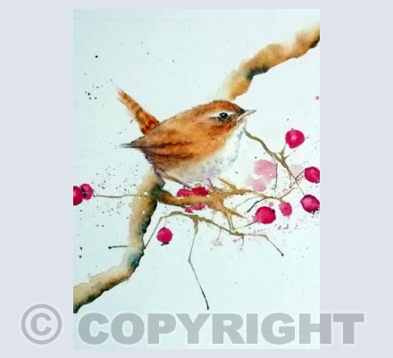 Garden Wren