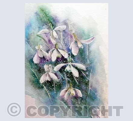 Snowdrops