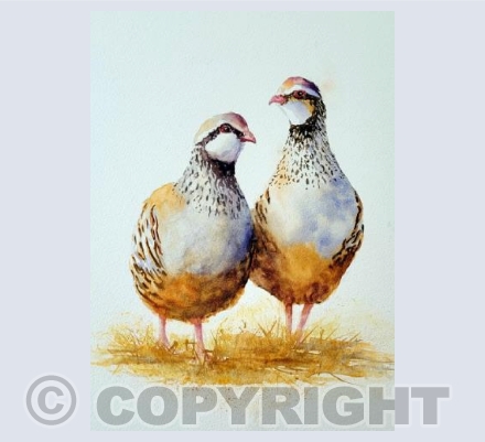 Partridge on the Stubble 
