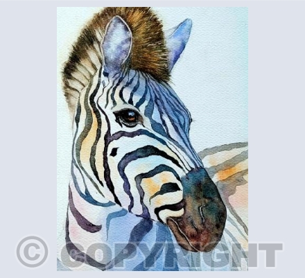 Zebra