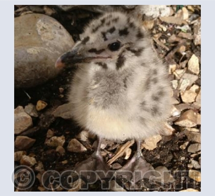Baby Seagull
