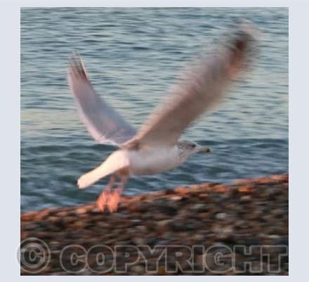 Seagull In Flight