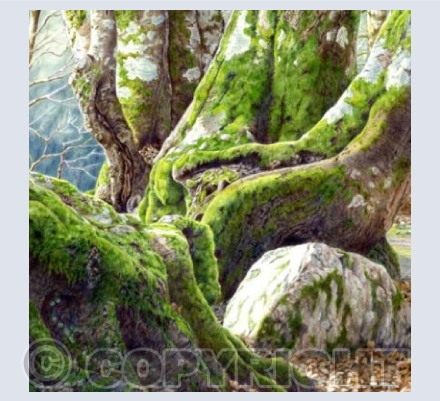 Dartmoor Magic