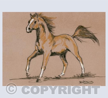 Flying Chestnut