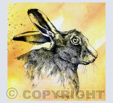Alert Hare