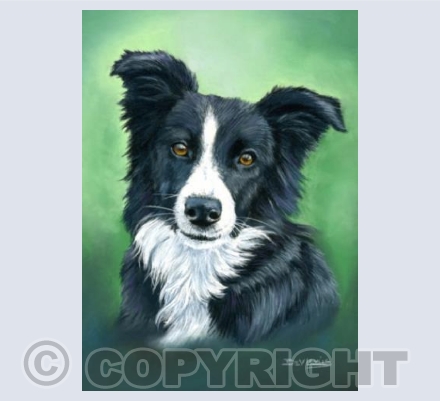 Border Collie