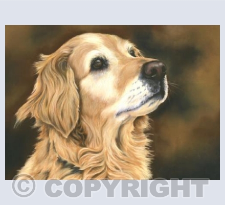 Golden Retreiver