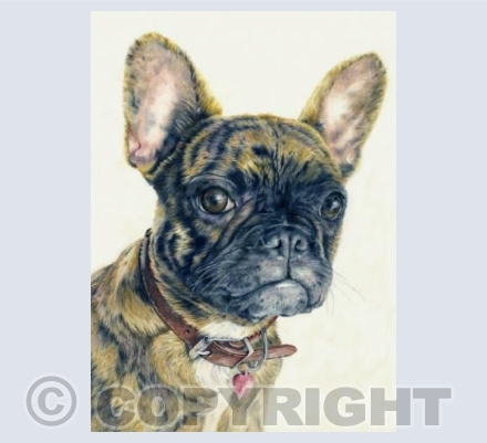 French Bulldog