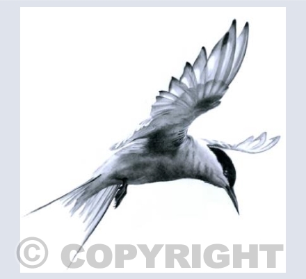 Flight - Arctic Tern