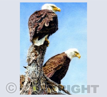 Bald Eagles
