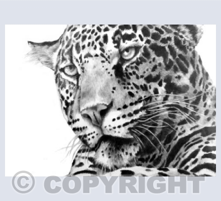 Big Cat