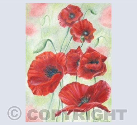 Field Poppies