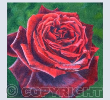Red, Red Rose