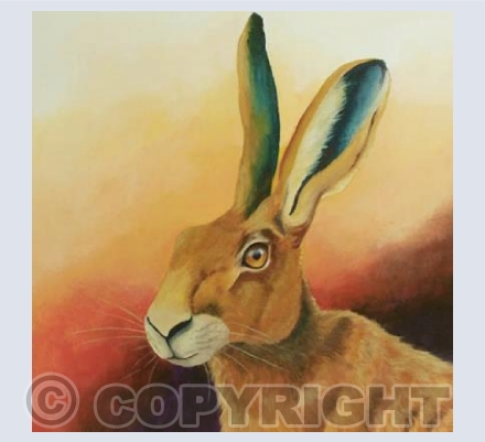 Brown Hare