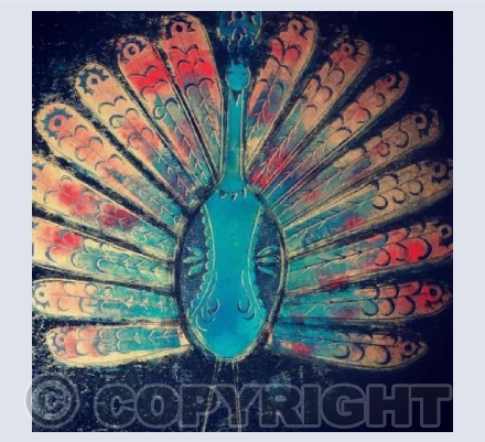 Peacock