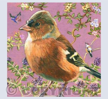Chaffinch