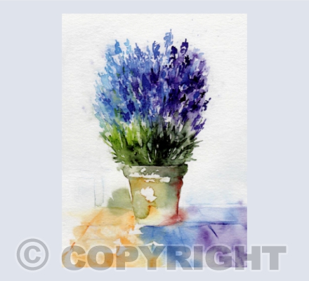 'Lavender'