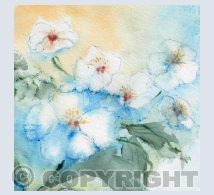 Hawthorn Blossom