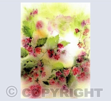 Misty Morning Raspberries