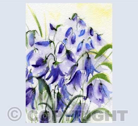 Bluebells