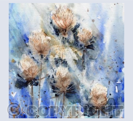Sunlight through the Teasels