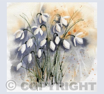 Dawn Snowdrops