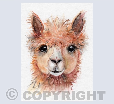 Llama Drama