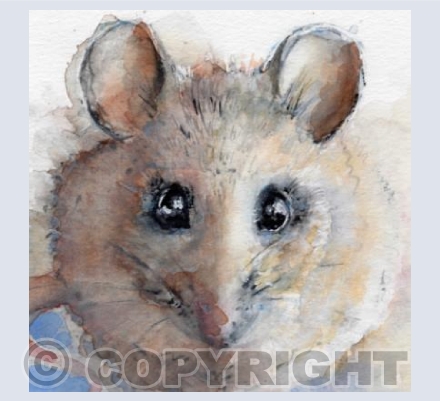 Mouse in the House!