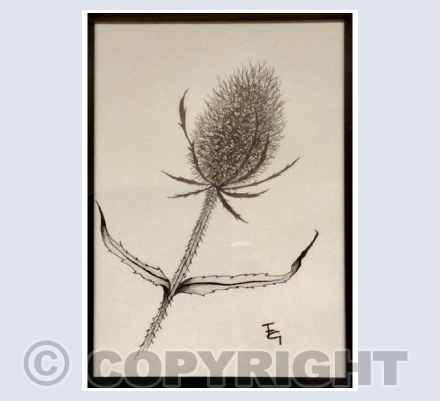 Teasel