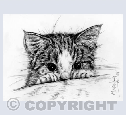 Kitten