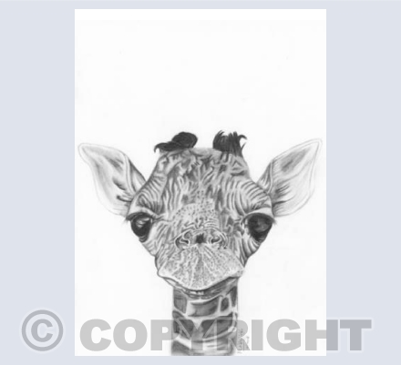 Baby Giraffe