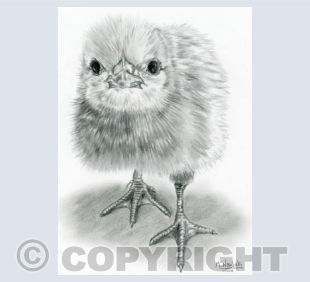 Chick Chick!