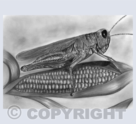 Grasshopper and Corn