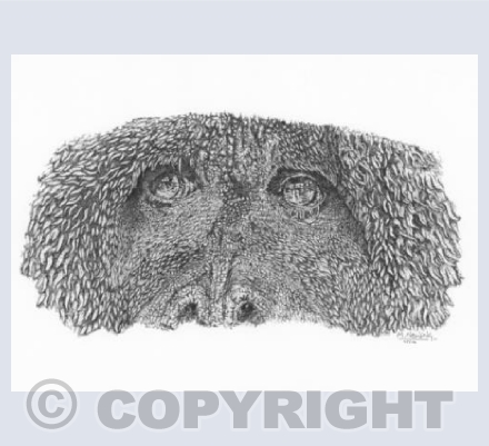 The Old Man of The Forest