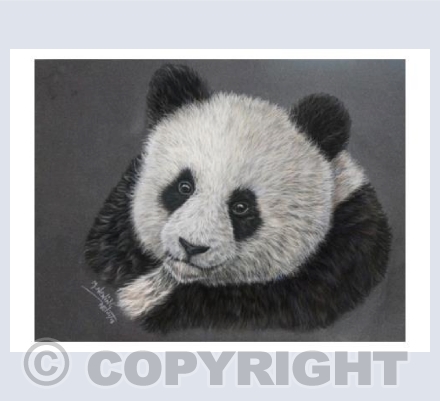 Giant Panda