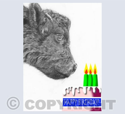 Dahlia the calf:  Happy Birthday!  