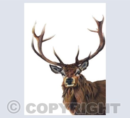 Stag Do Collection - Reg the Regal Stag