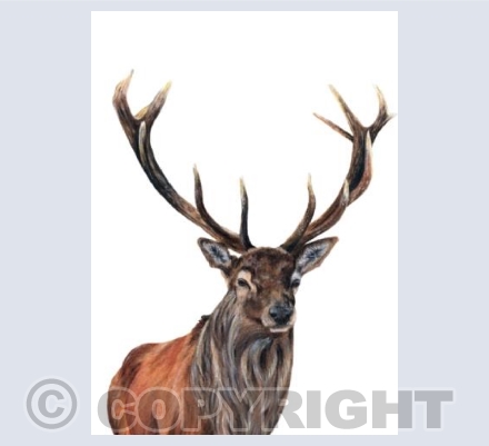 Stag Do Collection - Big Red