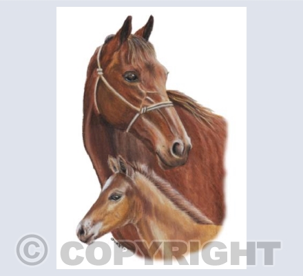 Only Foals and Horses - Mothers Love