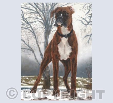 Doggy Delights - Bella The Boxer